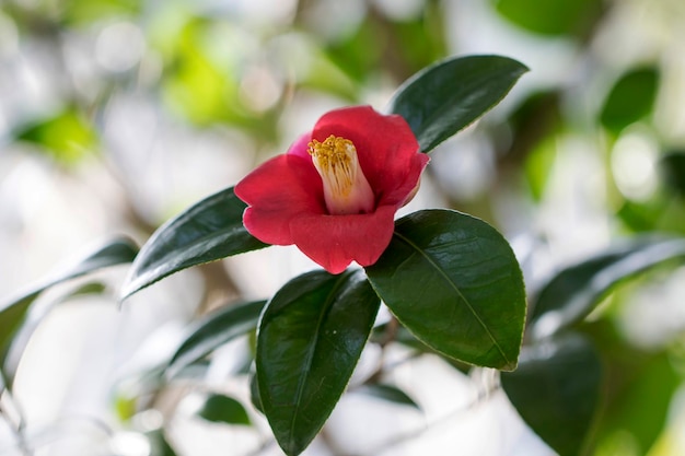 Blühende Kamelienblüten in Korea