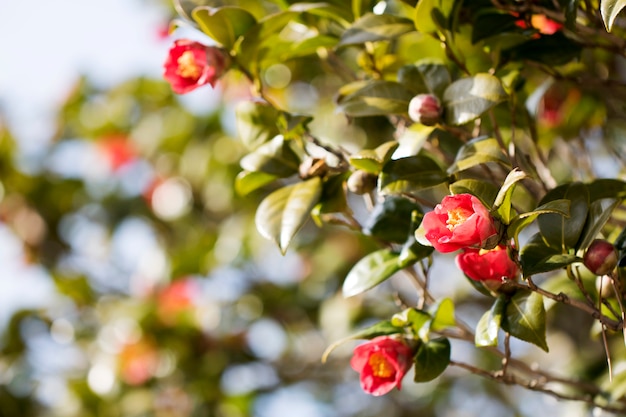 Blühende Kamelienblüten in Korea