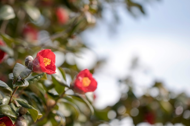 Blühende Kamelienblüten in Korea