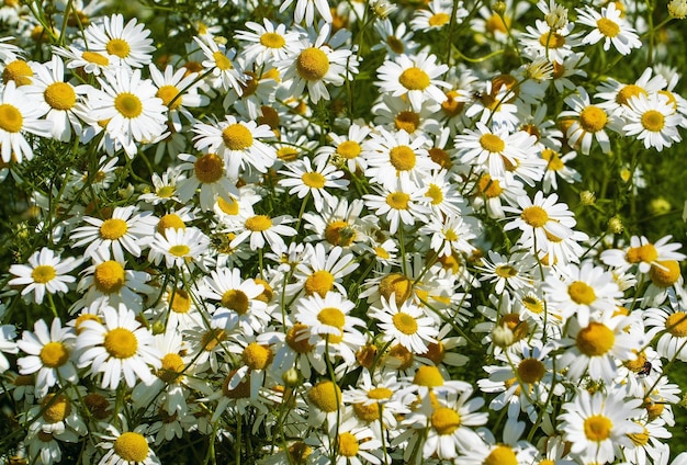 Blühende Kamille in einer Waldlichtung im Sommer floraler natürlicher Hintergrund