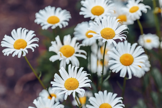 Blühende Kamille. Sommer blühende Blumen