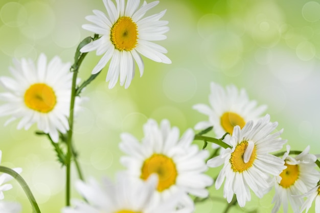 Blühende Kamillenblüten auf einem Hintergrund Bokeh