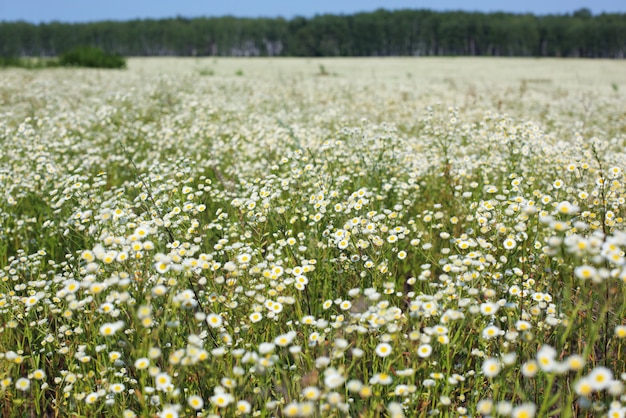 Blühende Kamillenwiese