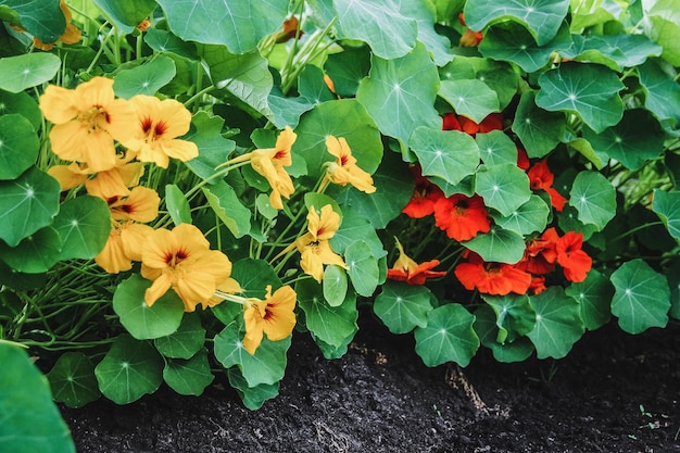 Blühende Kapuzinerkresse mit orangefarbenen und gelben Blüten Tropaeolum majus im Garten