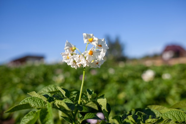 Blühende Kartoffel. Kartoffelblumen blühen im Sonnenlicht und wachsen in der Pflanze. Weiß blühende Kartoffelblume