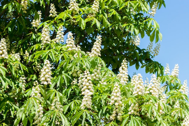 Blühende Kastanie gegen den blauen Himmel am sonnigen Tag