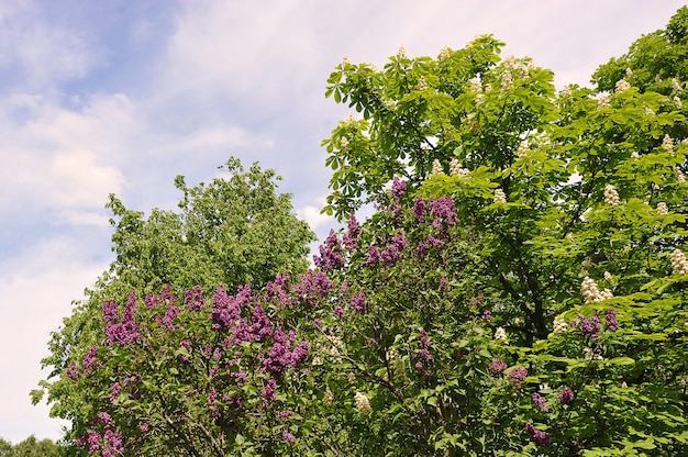 Blühende Kastanie und Flieder im Park im Frühling