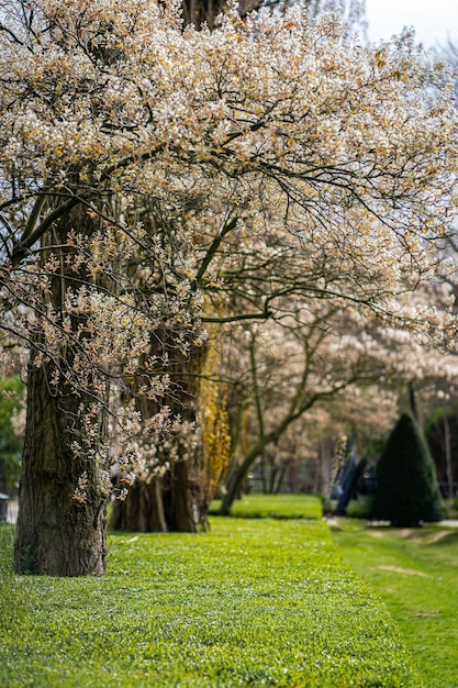 Blühende Kirschbäume und Sonnenlicht im Park Sakura Cherry Blossom Alley Wunderschöner malerischer Park mit Reihen von blühenden Kirsch-Sakura-Bäumen und grünem Rasen im Frühling Sonnenstrahlen in rosa Blüte