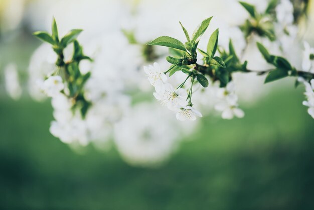 Blühende Kirschblüten im Frühling mit grünen Blättern und natürlichem, saisonalem Blumenhintergrund