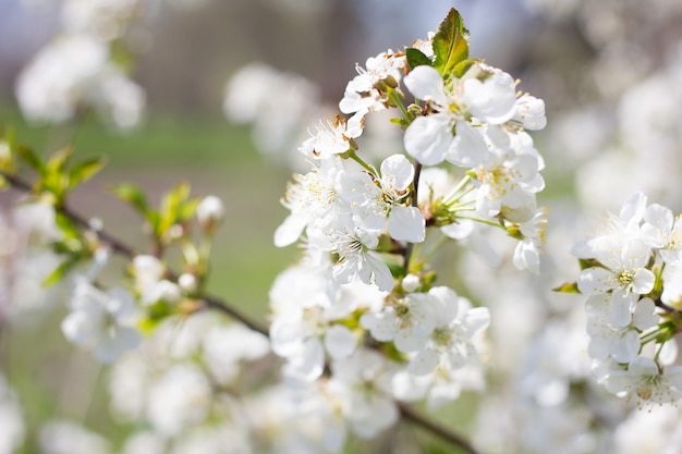 Blühende Kirschzweige. Blühender großer Frühling plpnom der Bäume.