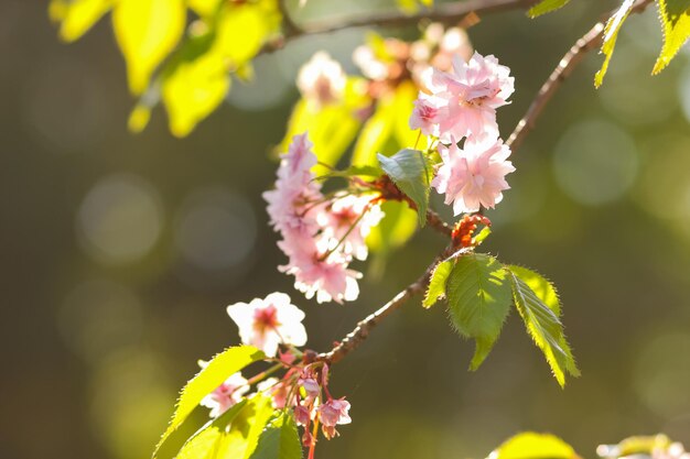 Blühende Kirschzweige in der Sonne Rosa Sakura-Blüten auf einem verschwommenen Hintergrund Kopierraum