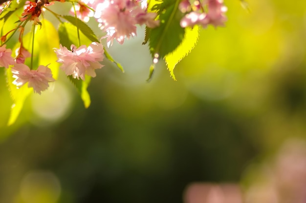 Blühende Kirschzweige in der Sonne Rosa Sakura-Blüten auf einem verschwommenen Hintergrund Kopierraum