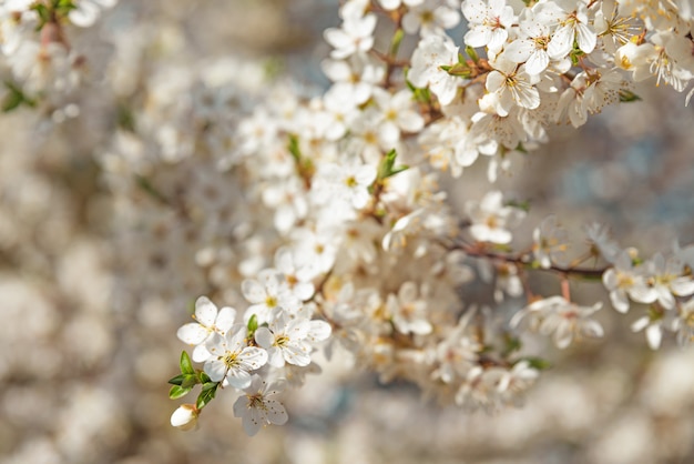 Blühende Kirschzweige mit verschwommener Blume