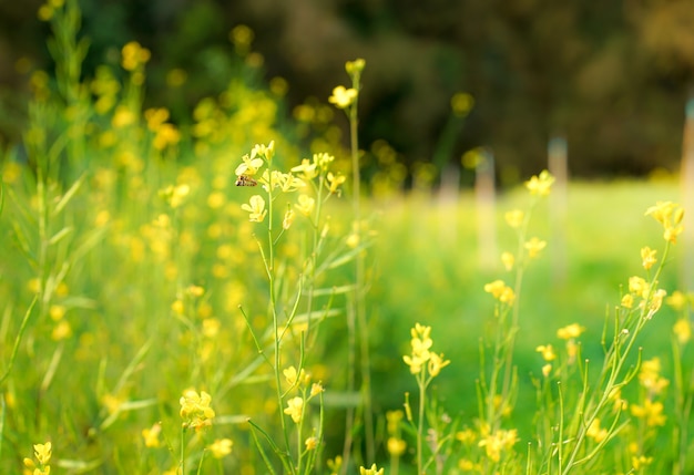 Foto blühende kleine gelbe blumen im natürlichen sommer des gartens