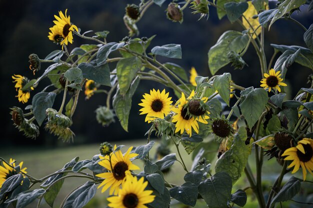 Blühende kleine Sonnenblumen