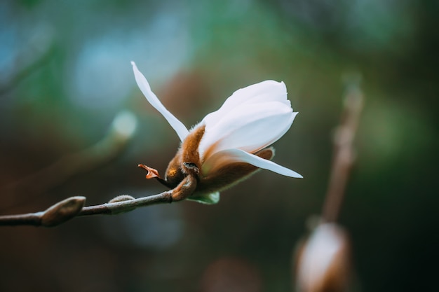 Blühende Knospe der Magnolie blüht auf einem Baum. Frühling blühender Baum