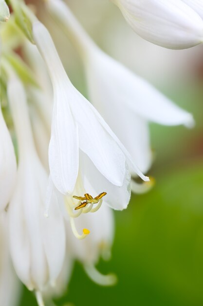 Blühende Knospe der mehrjährigen Blume Hosta im Sommergarten.