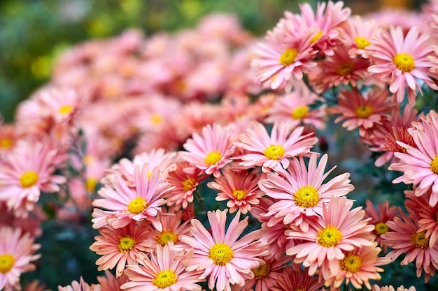 Blühende Korallenchrysanthemen im Garten