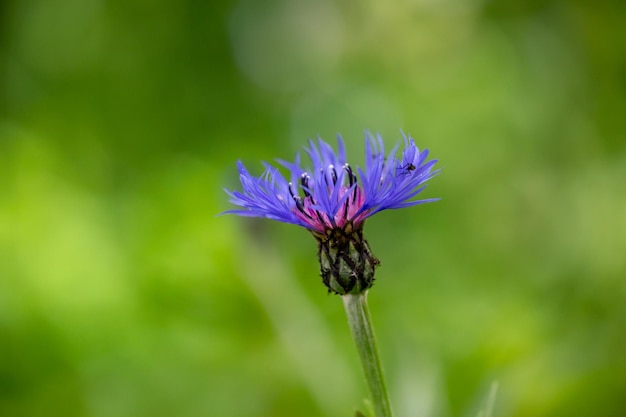 Blühende Kornblume blau auf grünem Hintergrund an einem sonnigen Tag Makrofotografie