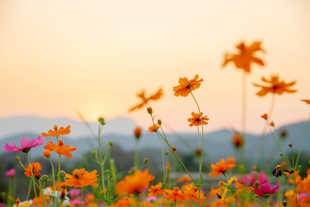 Foto blühende kosmosblume im garten. frische frühlings- und sommerblumenwiese auf sonnenuntergangansicht.