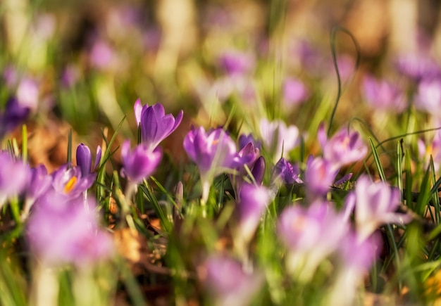 Blühende Krokus-Frühlingsblumen