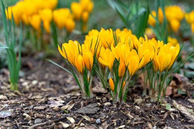 Blühende Krokusblüten im Frühling.