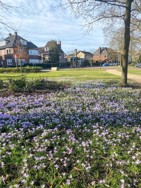 Blühende Krokusse auf einem Stadtplatz im Frühling