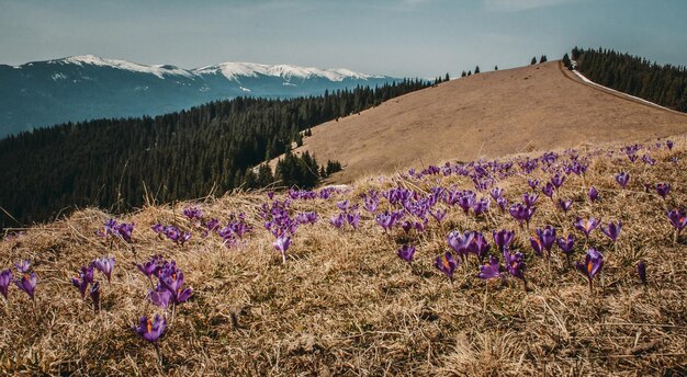 Blühende Krokusse auf Wiesenlandschaftsfoto