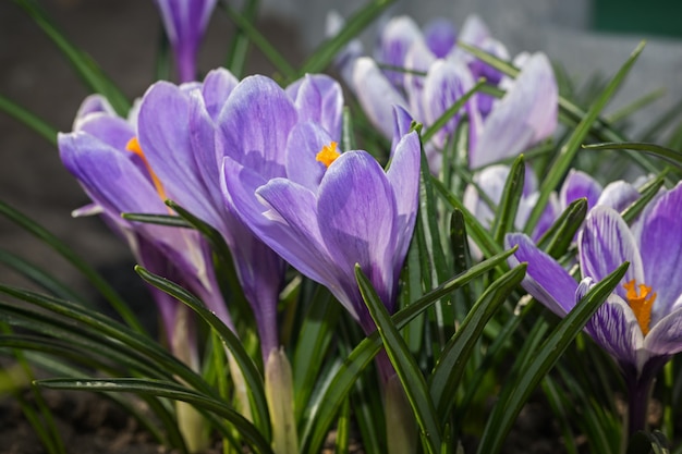 Blühende Krokusse im Frühjahr im Garten