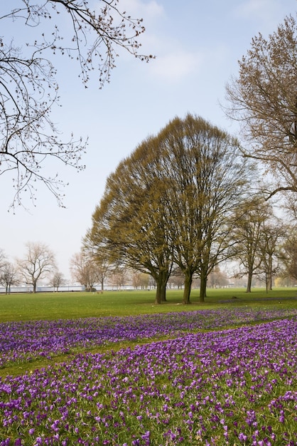Blühende Krokusse im Park, Düsseldorf, Deutschland