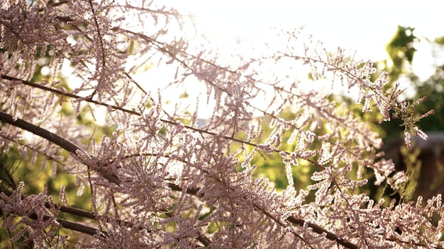 Blühende Lärche im Frühjahr Nahaufnahme Rosa Blüten eines Nadelbaums Käfer auf Ästen Insekten kriechen auf rosa Lärchenblättern