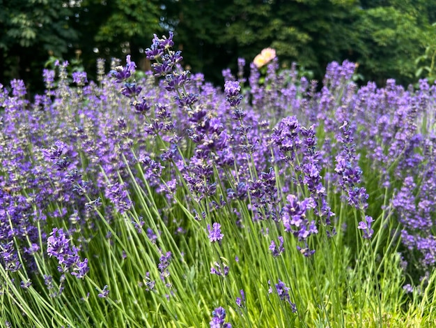 Blühende Lavendel im Garten Naturhintergrund Nahaufnahme