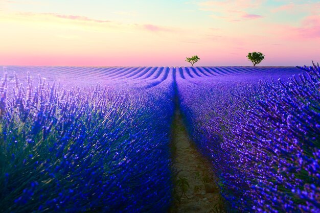 Blühende Lavendelfelder bei Sonnenuntergang in Valensole, Provence, Frankreich. Wunderschöne Sommerlandschaft. Berühmtes Reiseziel