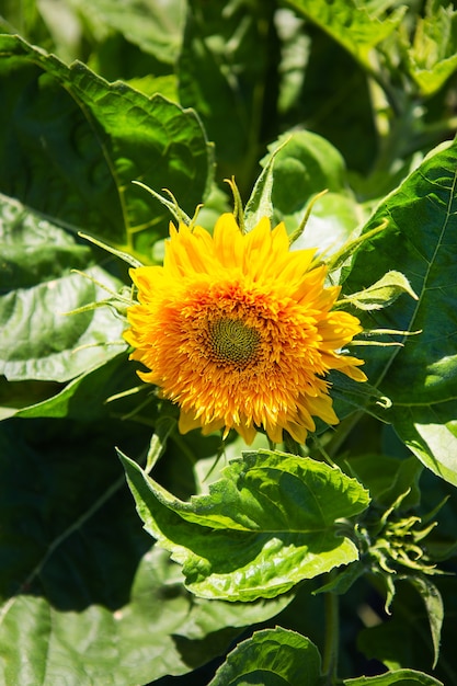 Blühende leuchtend gelbe Sonnenblume