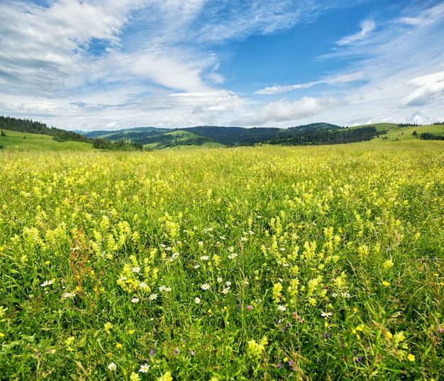 Blühende Lichtung gegen Gebirgszug. Sommerlandschaft in den Bergen der Karpaten.