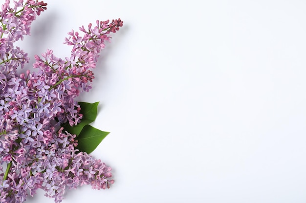Blühende lila Blumen auf Draufsicht des weißen Hintergrundes