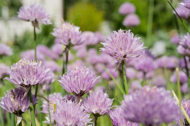 Blühende lila Blumen im Garten, Nahaufnahme