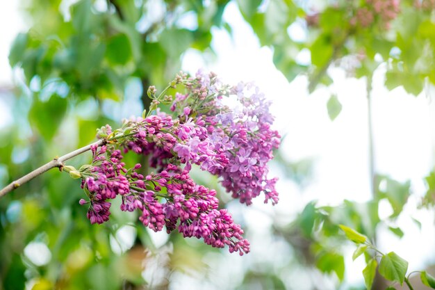 Foto blühende lila blumen