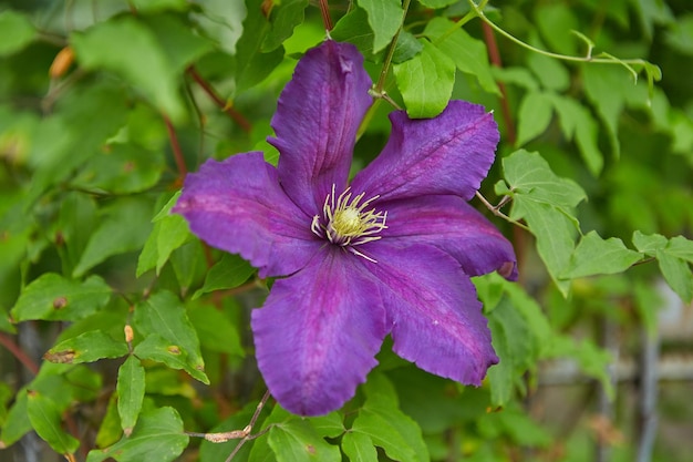 Blühende lila Clematis