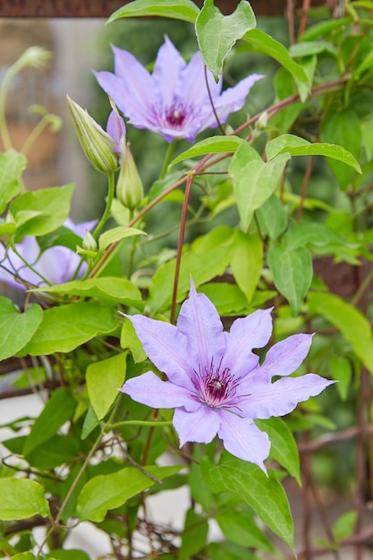 Blühende lila Clematis