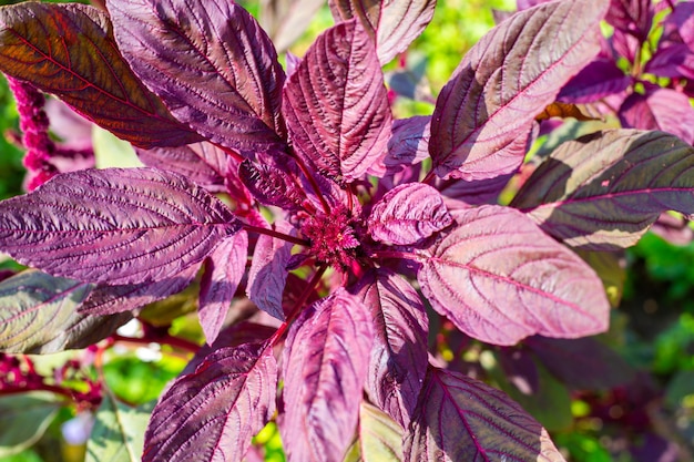 Blühende lila Gemüse-Amaranth-Pflanze. Blumen im Garten anbauen und pflegen.