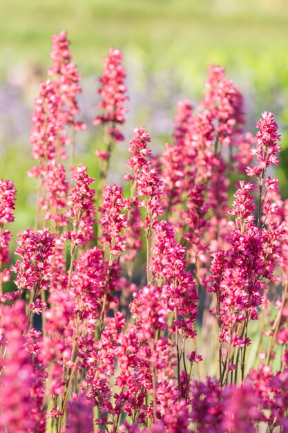 Blühende lila Heuchera