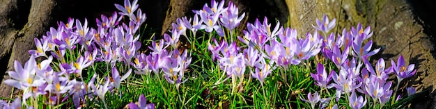 Blühende lila Krokusblüten in einem weichen Fokus an einem sonnigen Frühlingstag