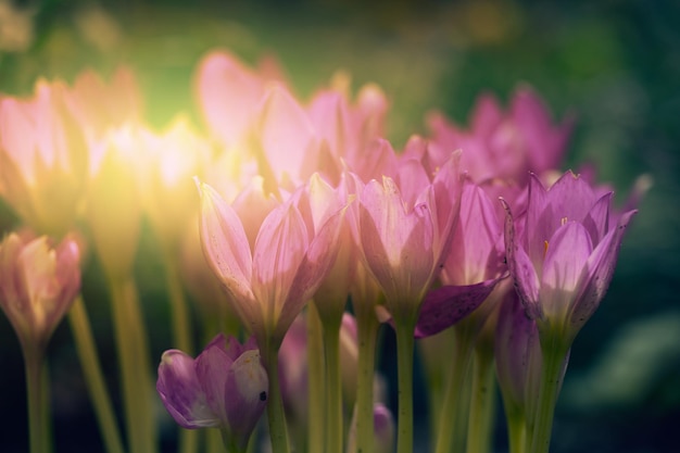 Blühende lila Krokusse im Garten hinter den Sonnenstrahlen