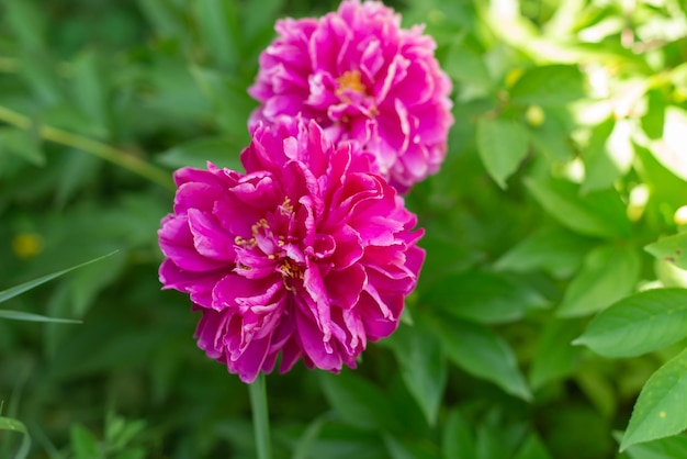 Blühende lila Pfingstrose auf einem grünen Hintergrund Natürlicher Hintergrund