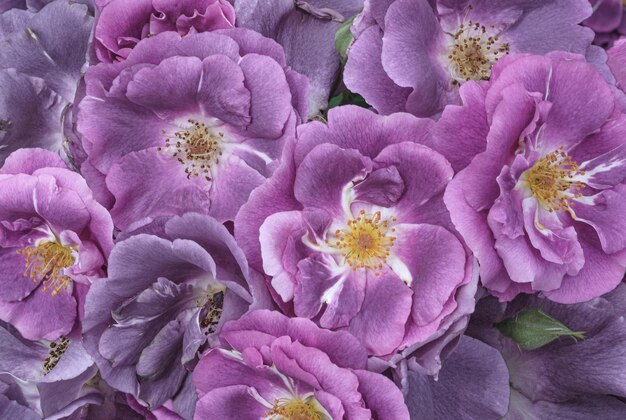 Blühende lila Rosenblüten