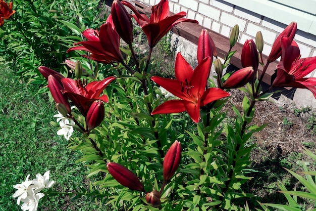 Blühende Lilien verschiedener Sorten Das Konzept eines beliebten Hobbys Pflanzenpflege Blumen züchten