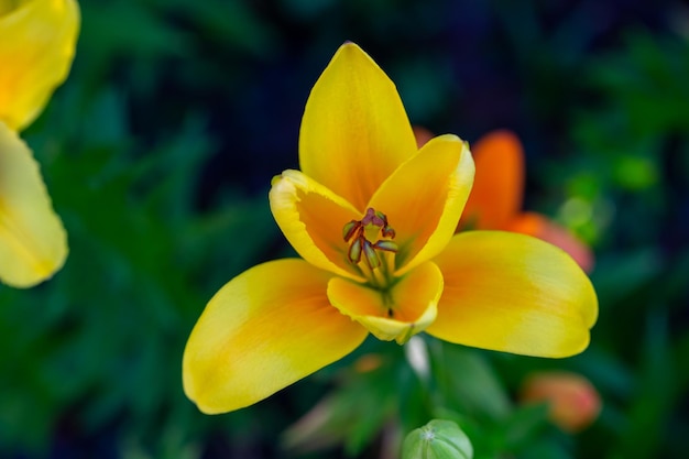 Blühende Lilienblume mit gelben Blütenblättern in einer Sommersonnenunterganglicht-Makrofotografie.