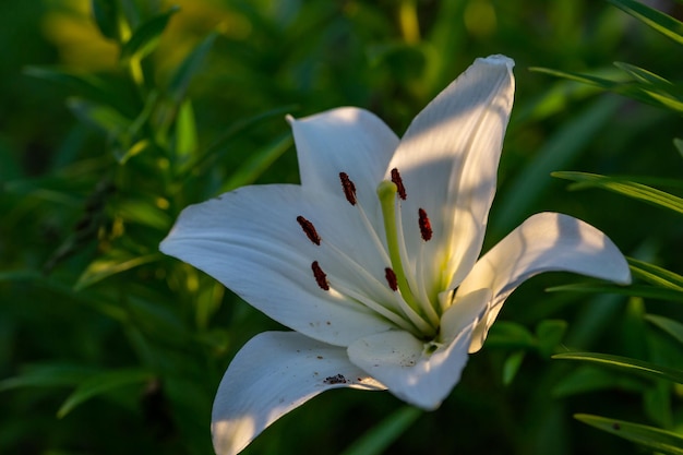 Blühende Lilienblume mit weißen Blütenblättern in einer Sommersonnenunterganglicht-Makrofotografie.