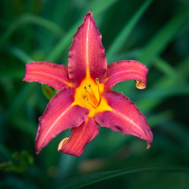 Blühende Lilienblumennahaufnahme